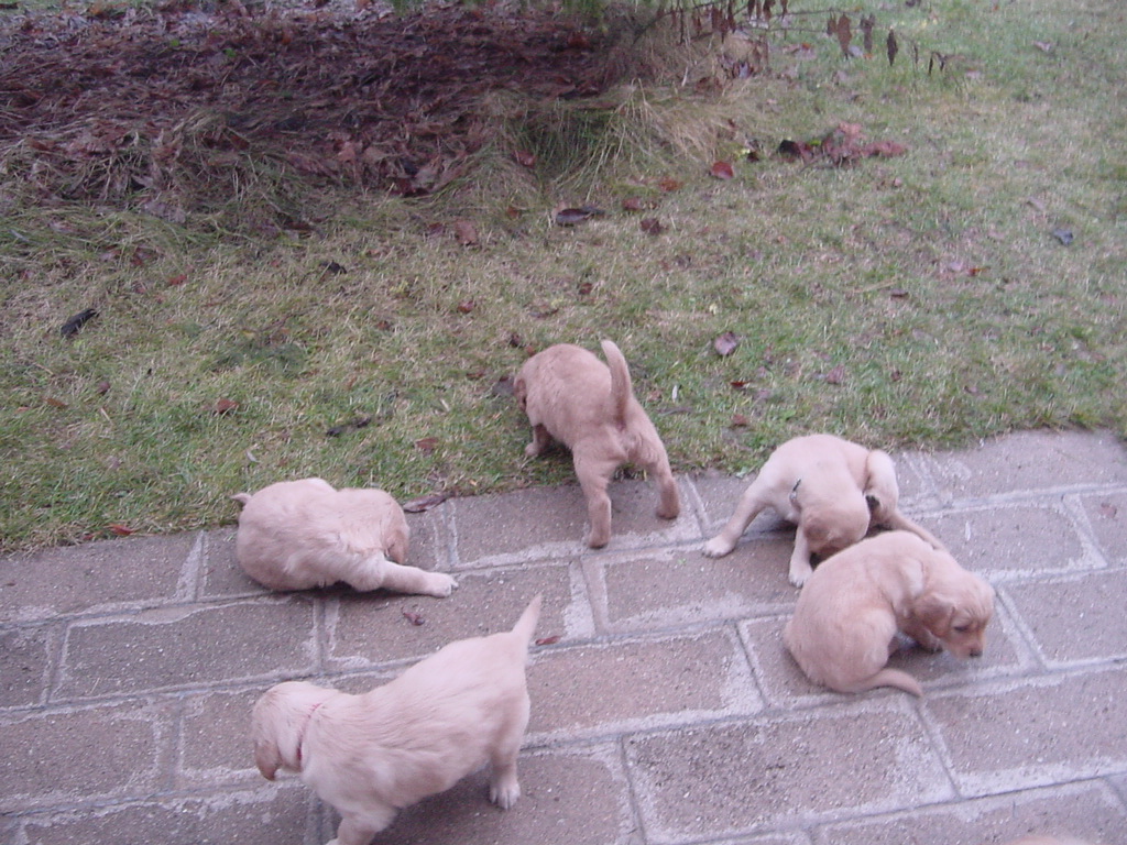 Puppies first time outside, not too sure about the grass.