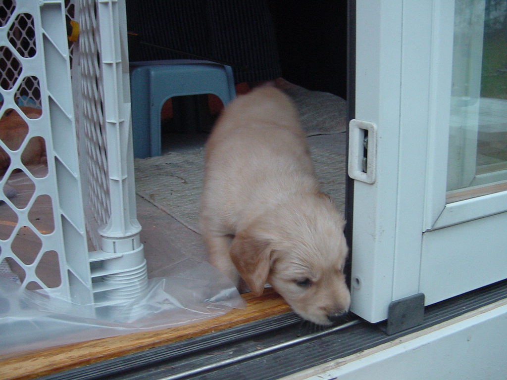 One pup not too sure about going outside.