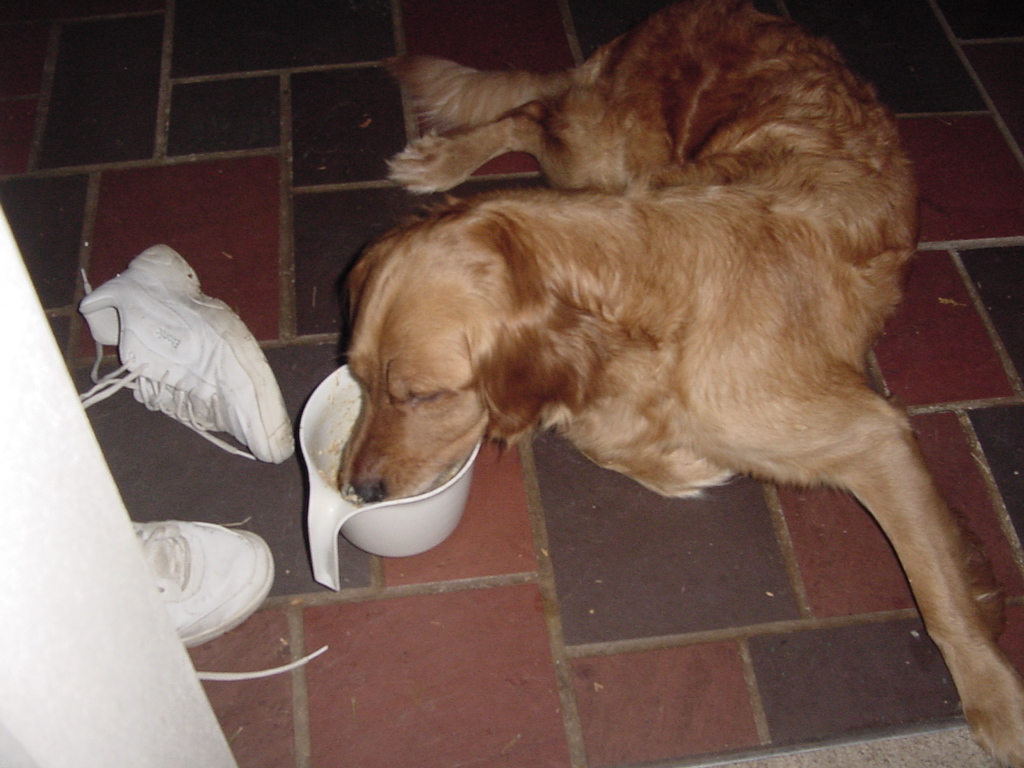 Keeta gets to clean up the puppy food bowl...