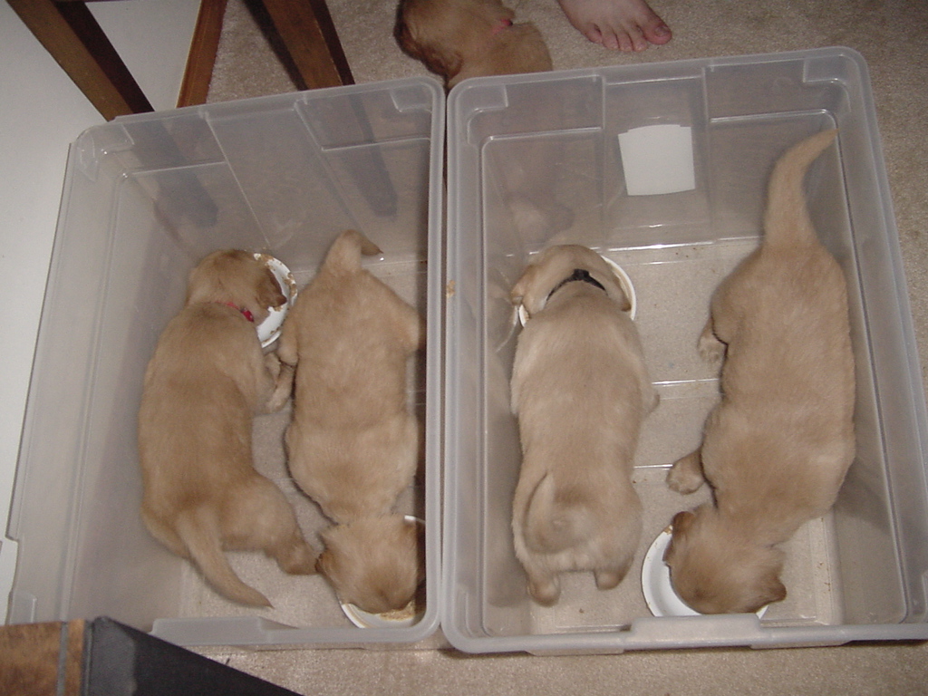 We discovered large plastic bins work excellent for feeding the pups, and keeping the mess contained.