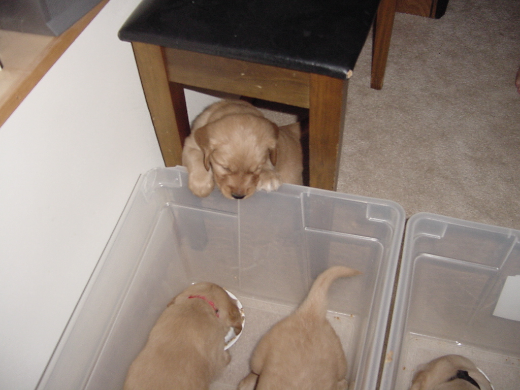 One puppy trying to get into the feeding bin.