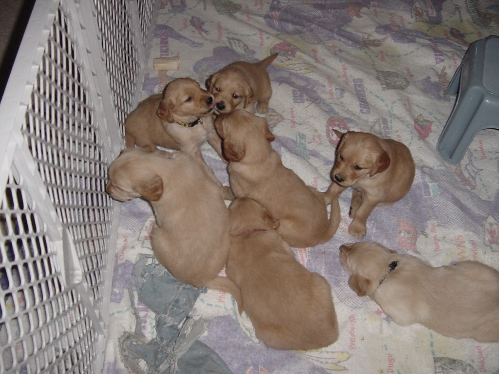 Pups playing in the pen.