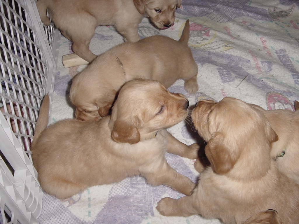 Close up of playing pups