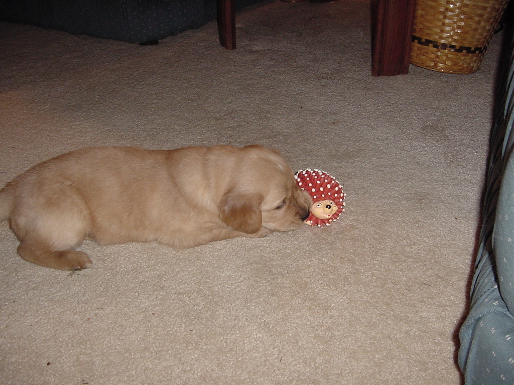 Tina playing with a squeaky toy.