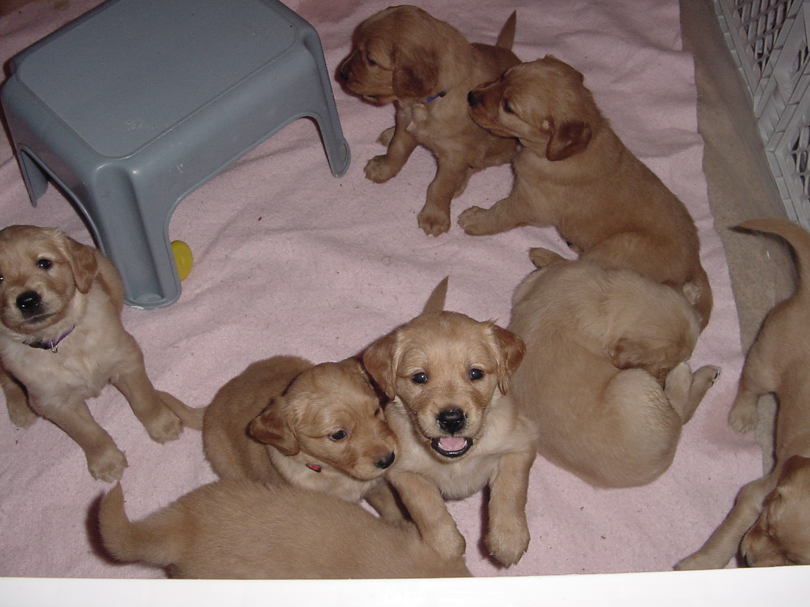 Puppies beginning to stir, they follow our movements as we approach the pen.