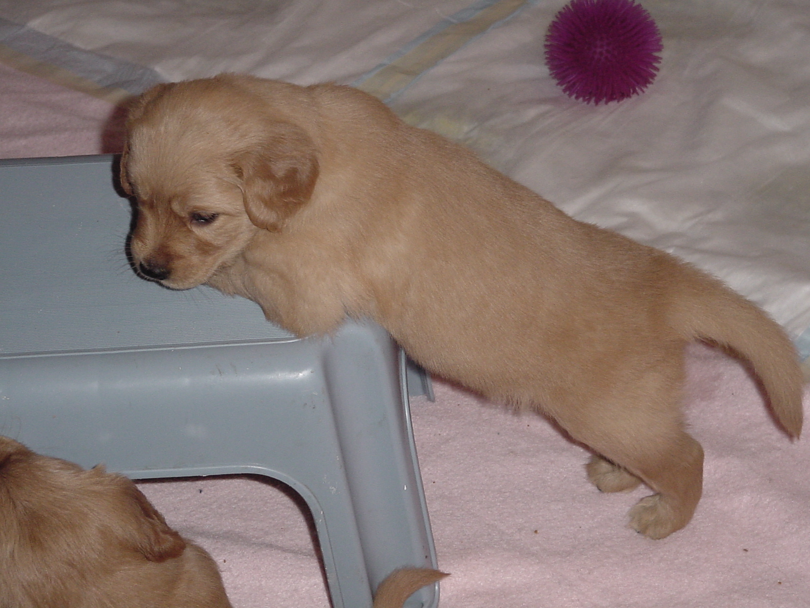 Some of the pups like to climb onto the stool we have in the pen.