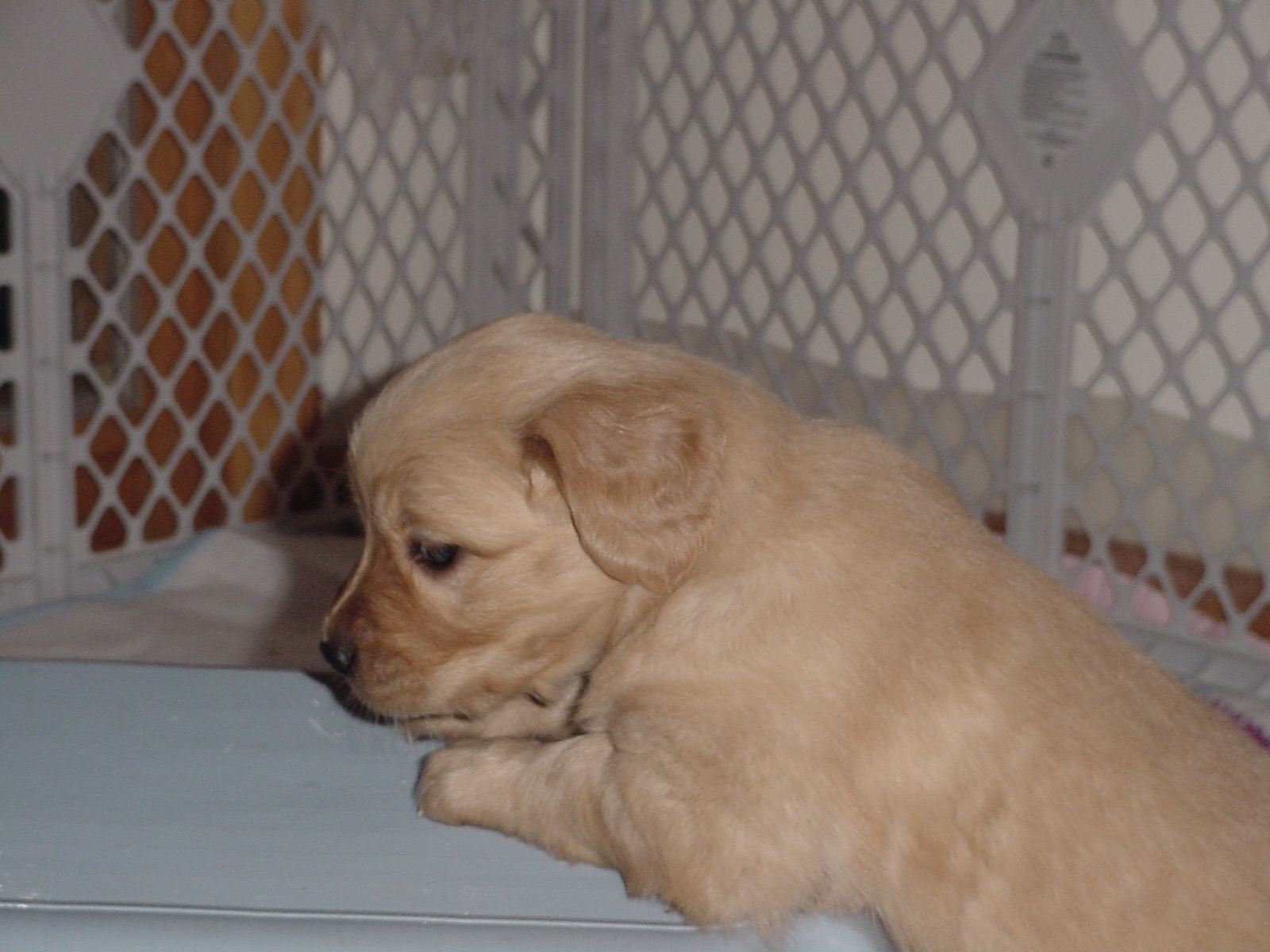 Pup in the pen on the stool.