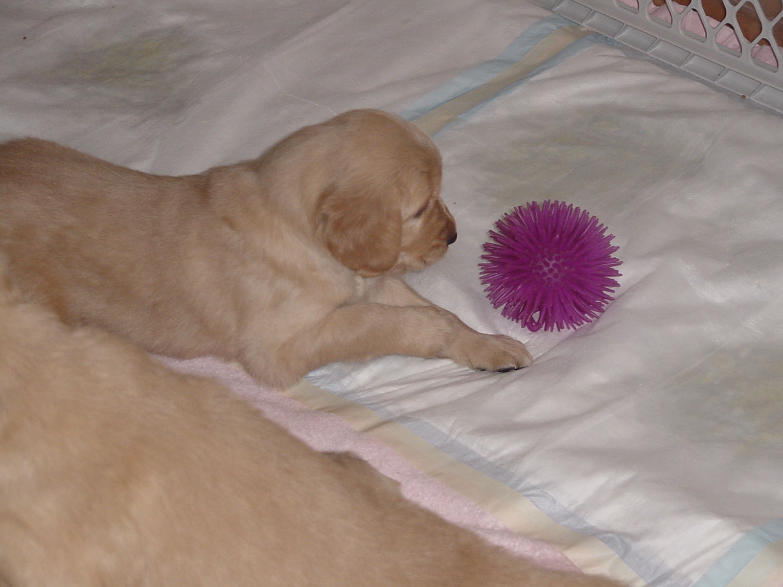 Pup in pen playing with ball.