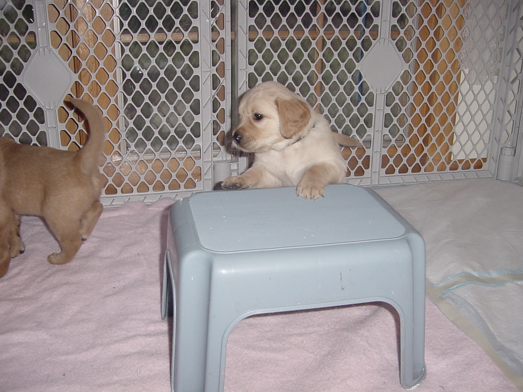 One pup ready to take on the stool