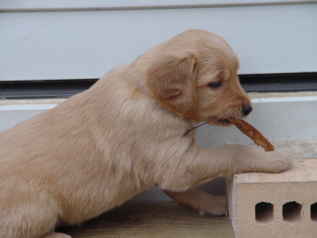 Puppy playing with a leaf