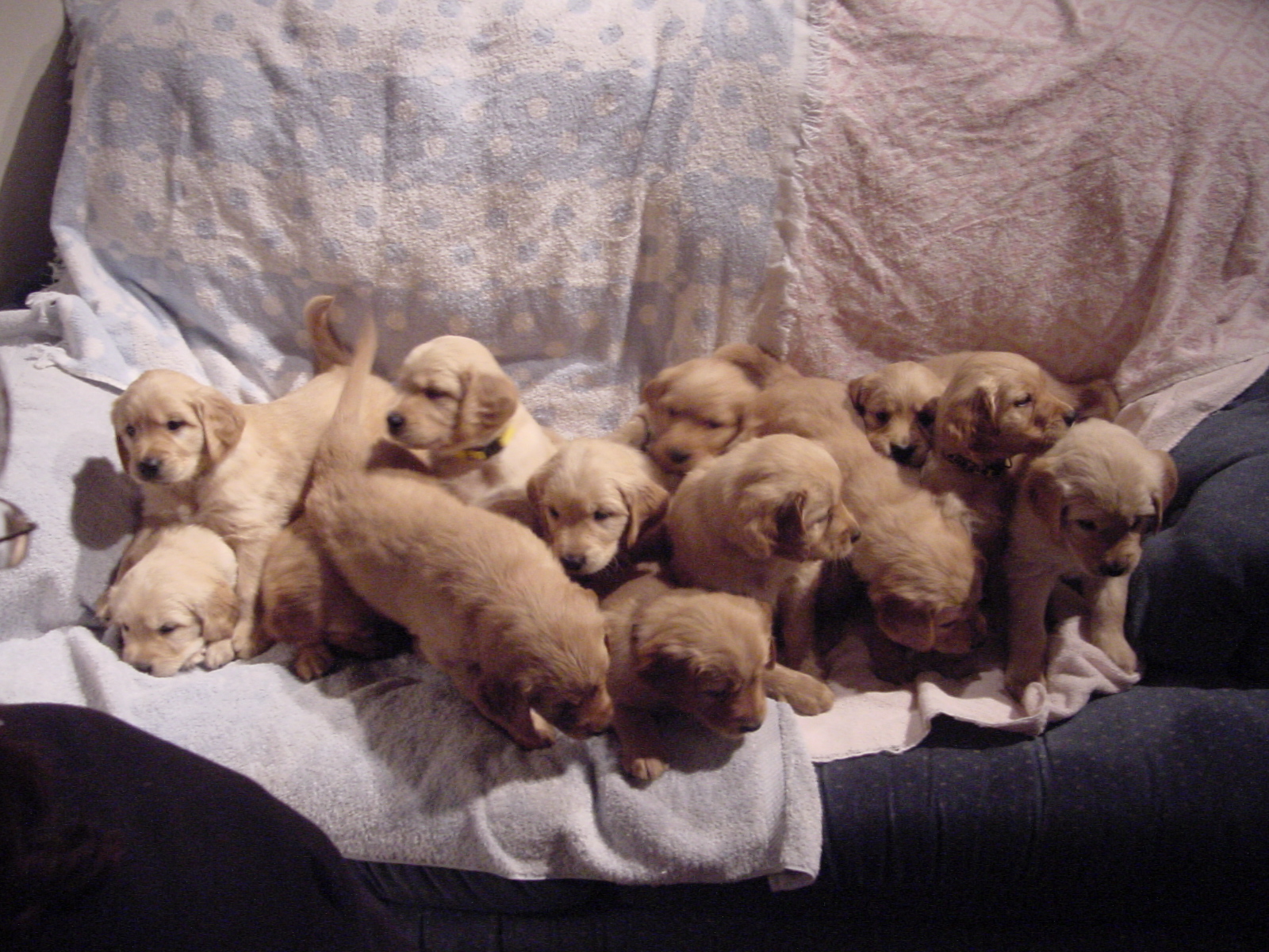 All thirteen puppies!!!