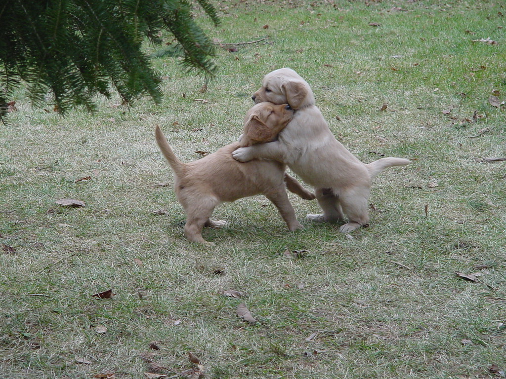 The pups love to wrestle in the yard