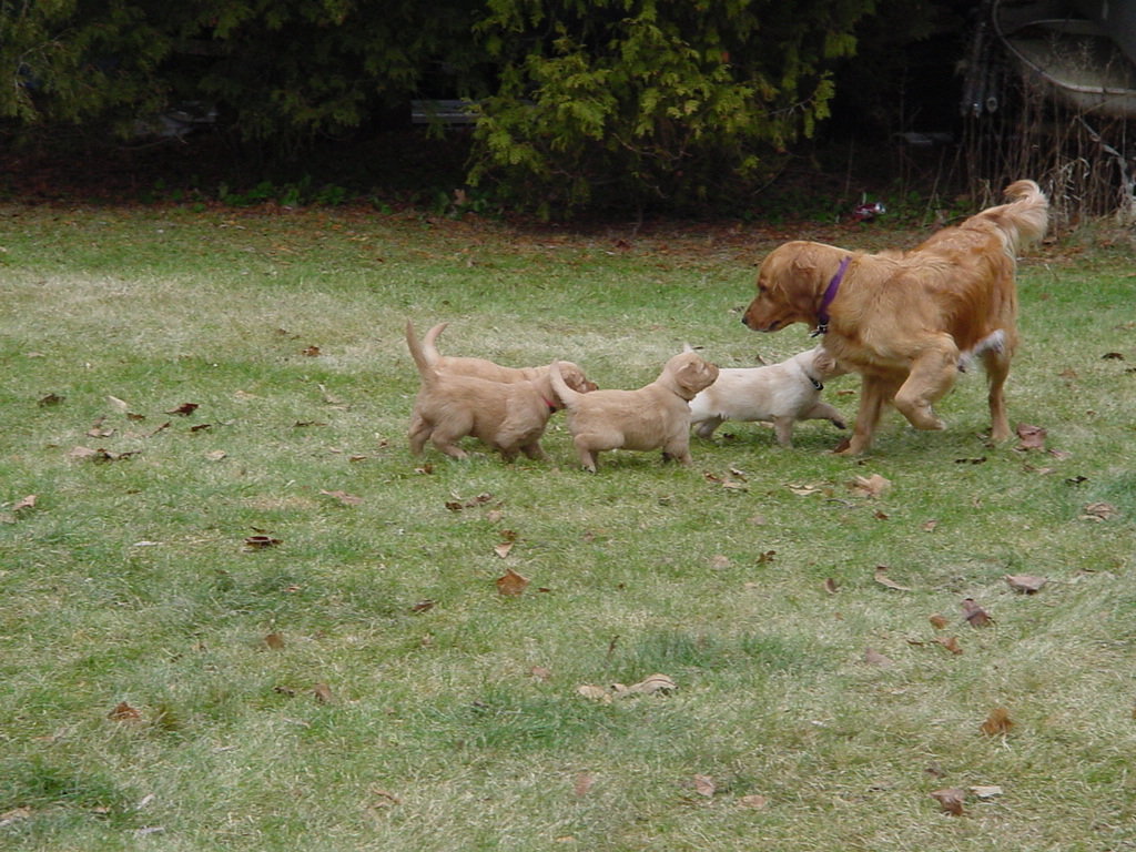 Keeta being chased by some of her puppies.