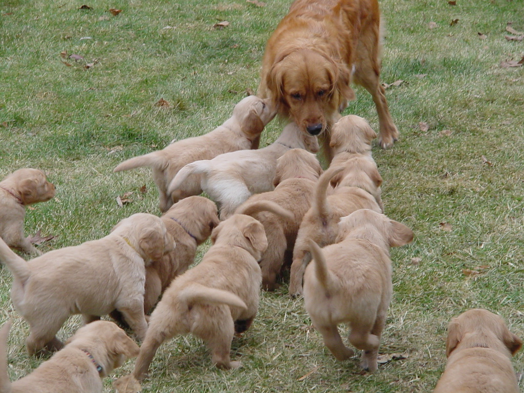 Keeta being chased by all of her puppies!