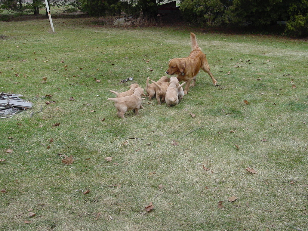 Keeta being chased by more of her puppies.