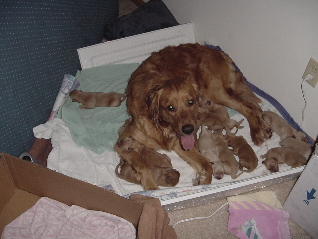 Day 4, Keeta feeding the full litter.