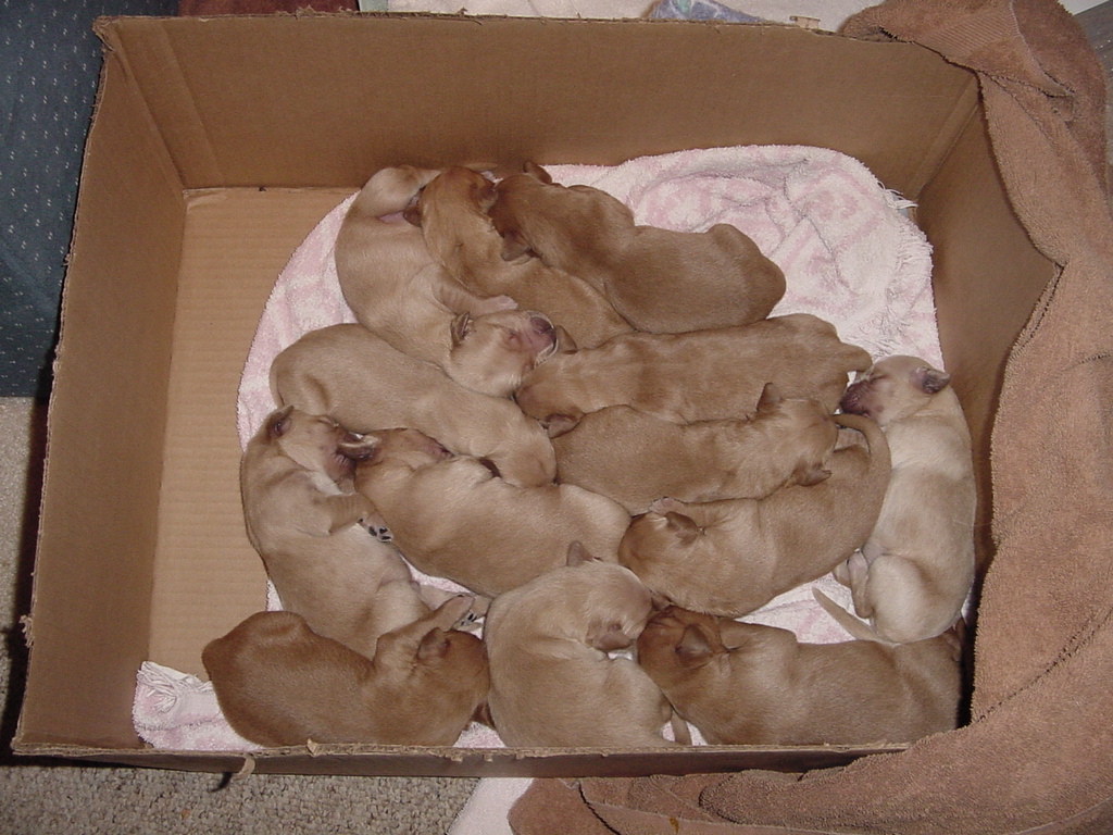 Day 4, full litter is sleeping in the box.