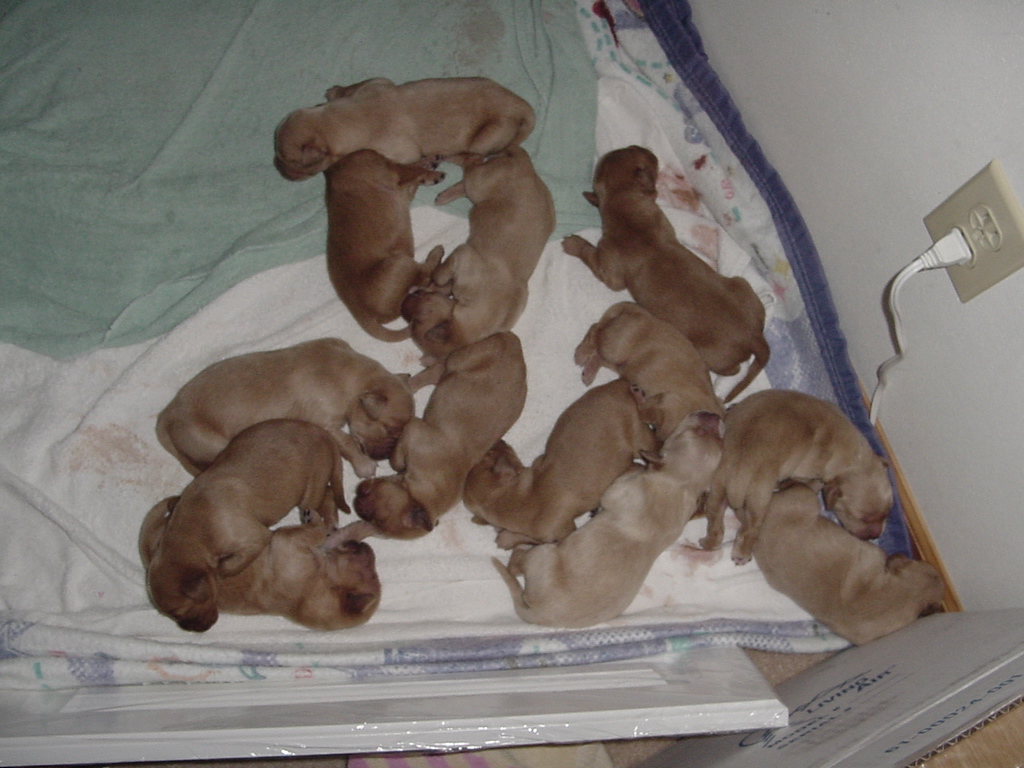 Day 4, while Keeta is outside, the full litter is sleeping in the bed.