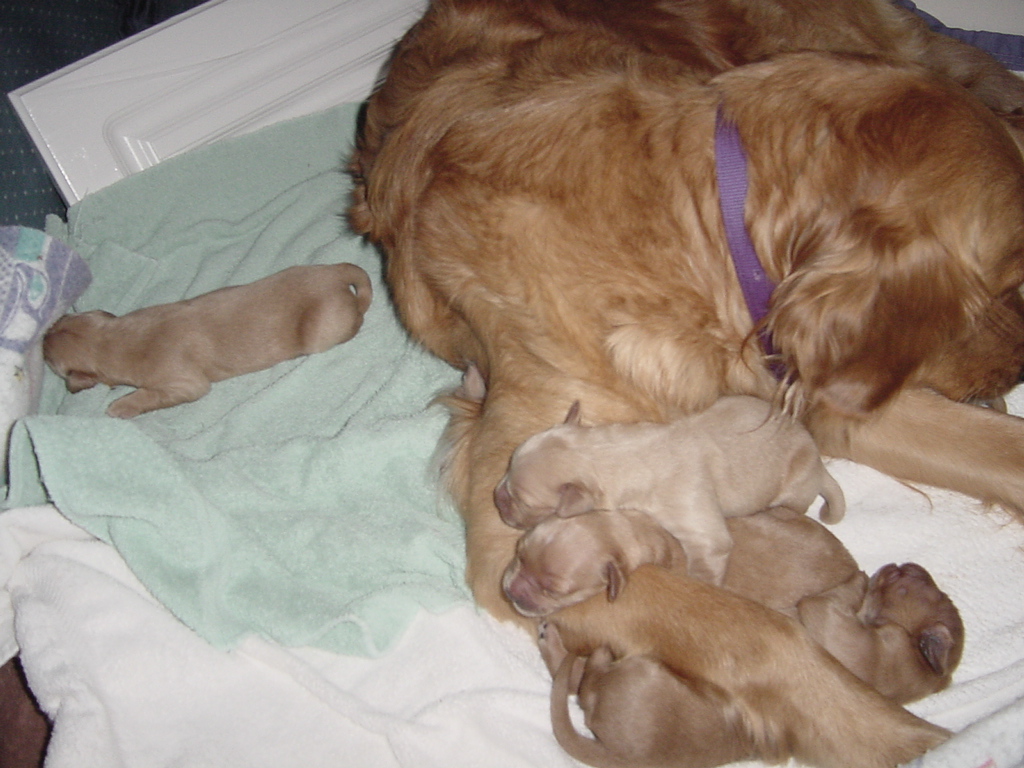 Day 4, some puppies are full so they crawled off to sleep.