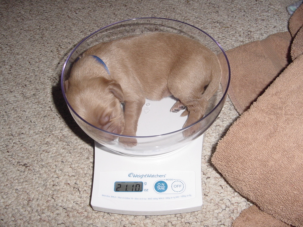 Day 4, weighing a pup.