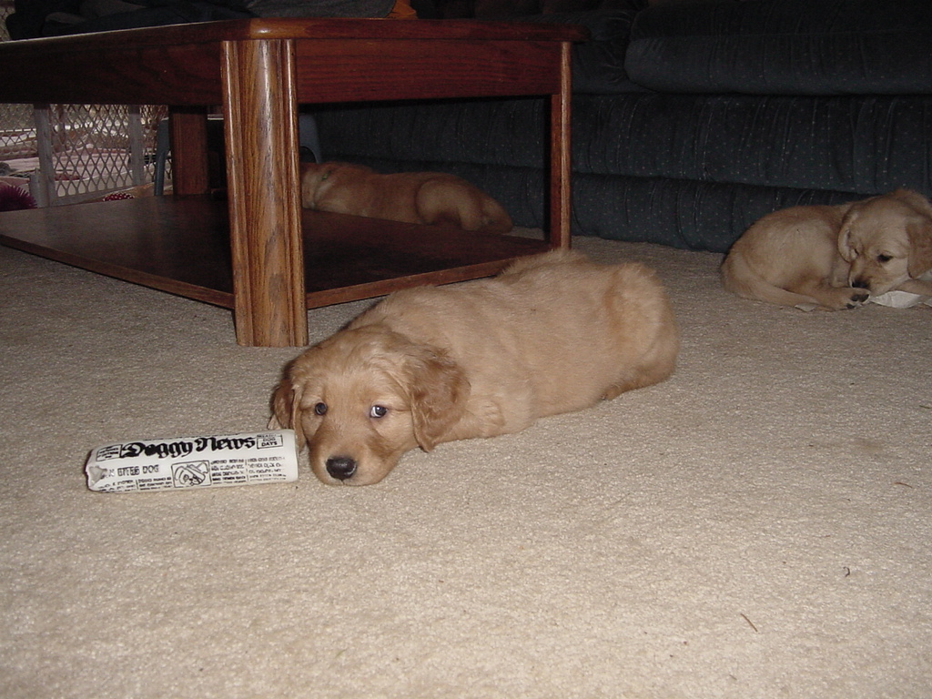 Falcor reading the 'Doggy News'.