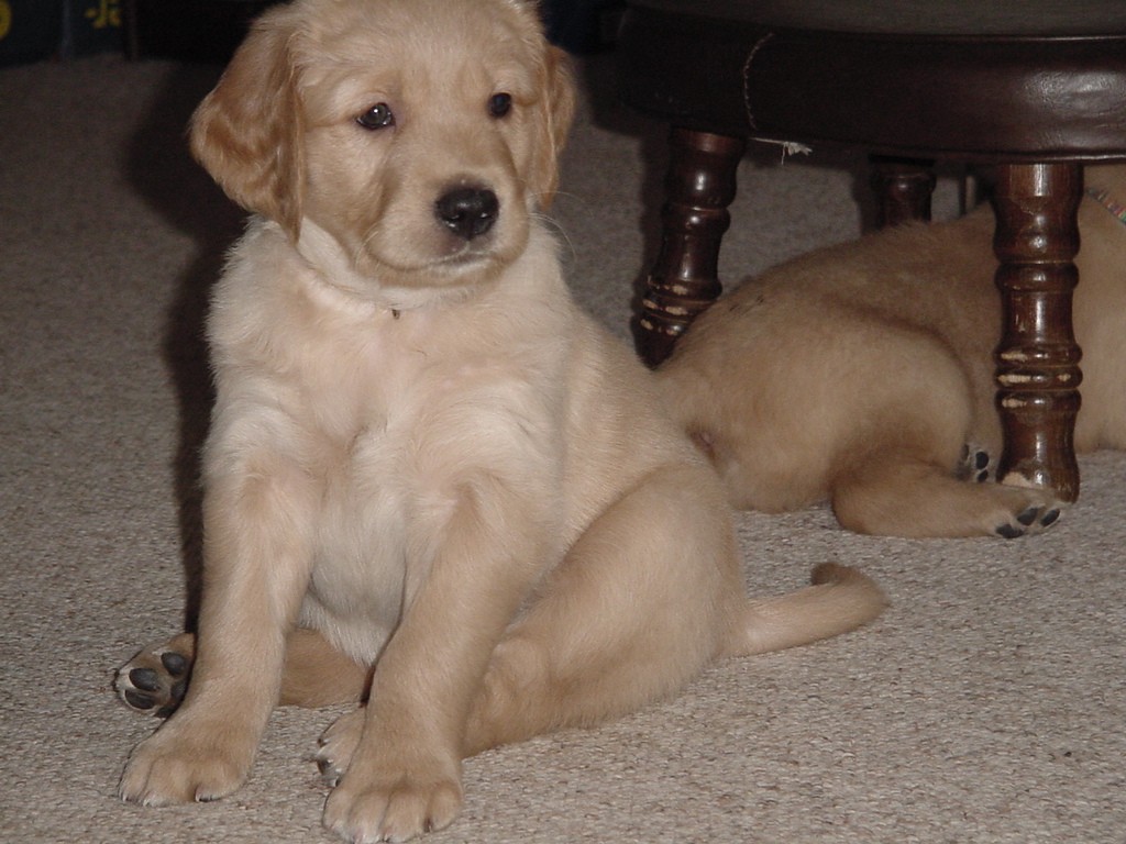 Falcor posing for the camera.