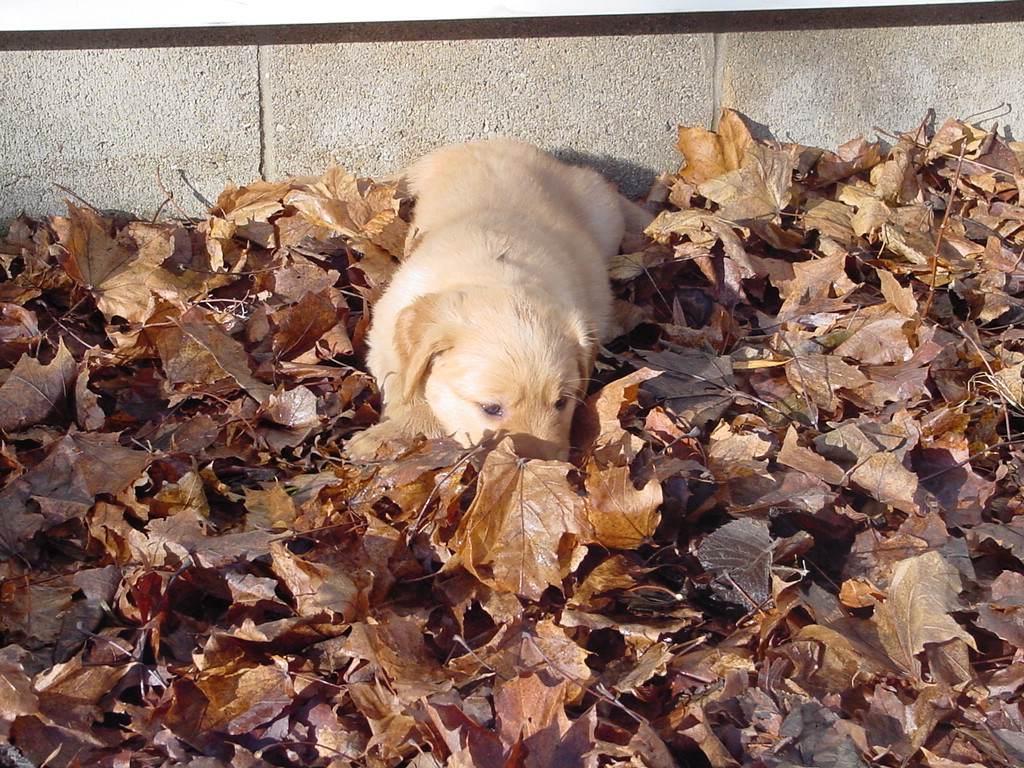 Puppy thinks he is hiding in the leaves.