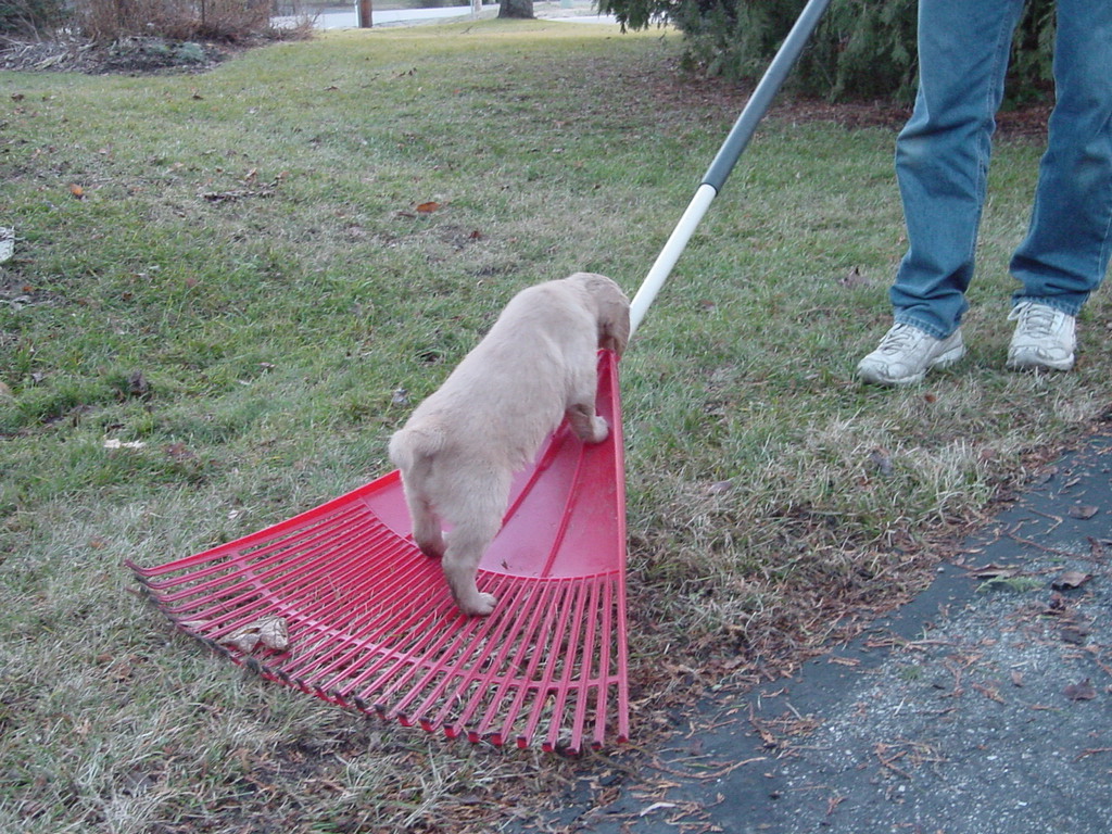 Nina going for a ride on the leaf rake.