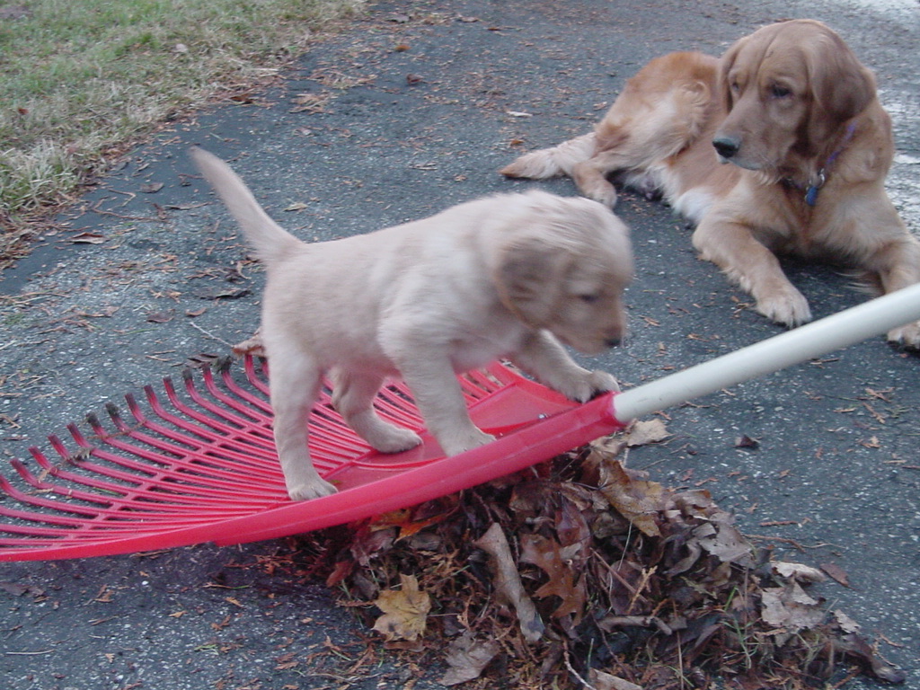 Nina going for a ride while Keeta supervises.