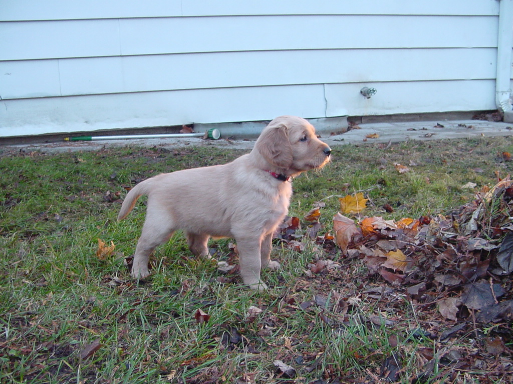 Nina practicing her hunting pose.