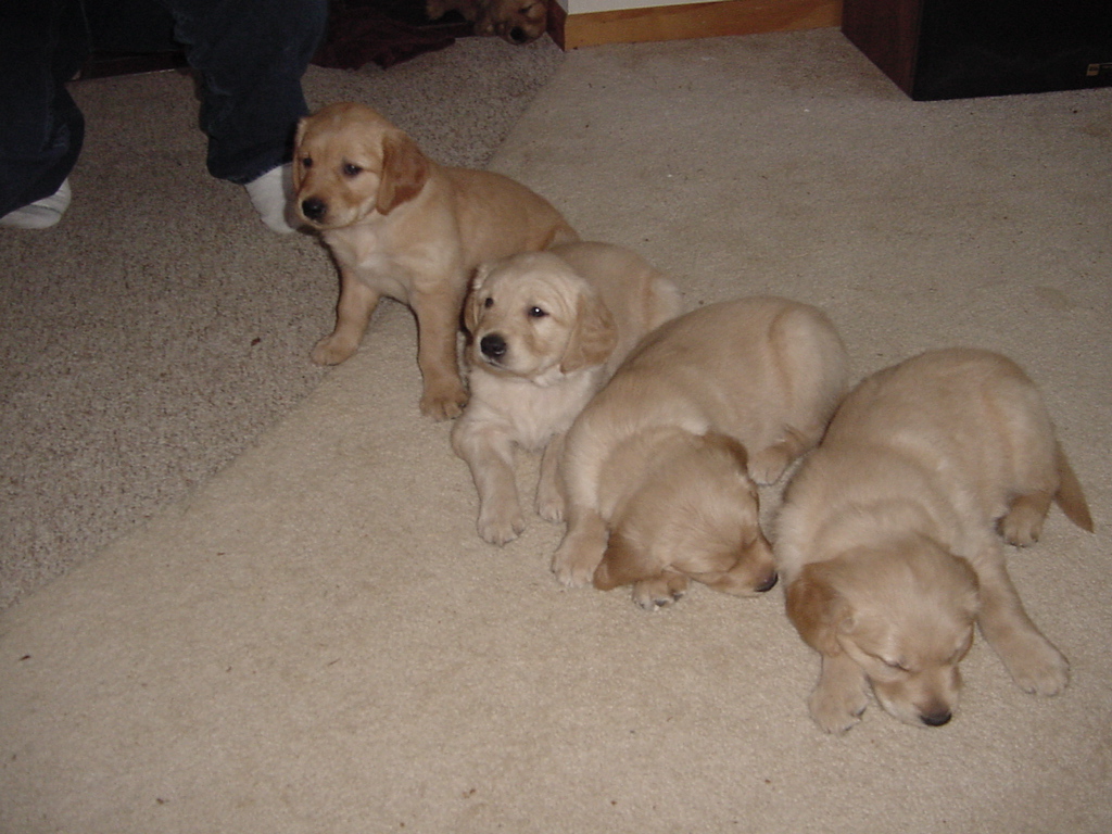 Tina, Tucker, Falcor and Richie.