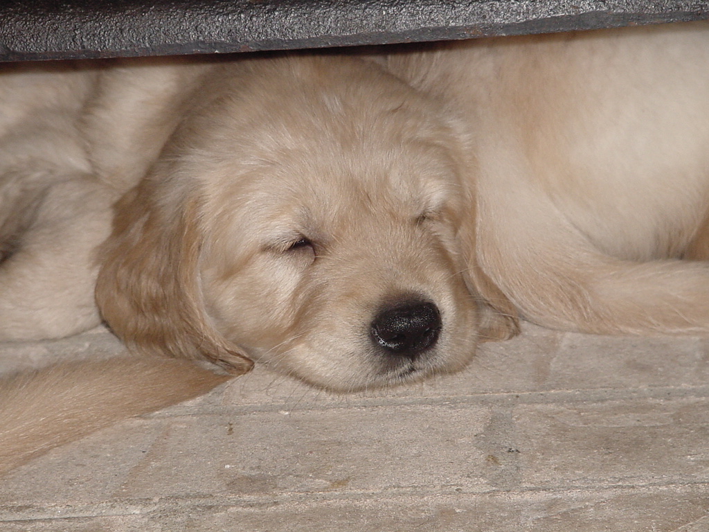 Cute puppy with a scrunched up face.