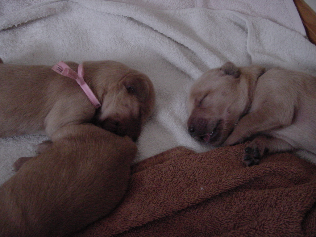 Day 5, closeup of three puppies sleeping