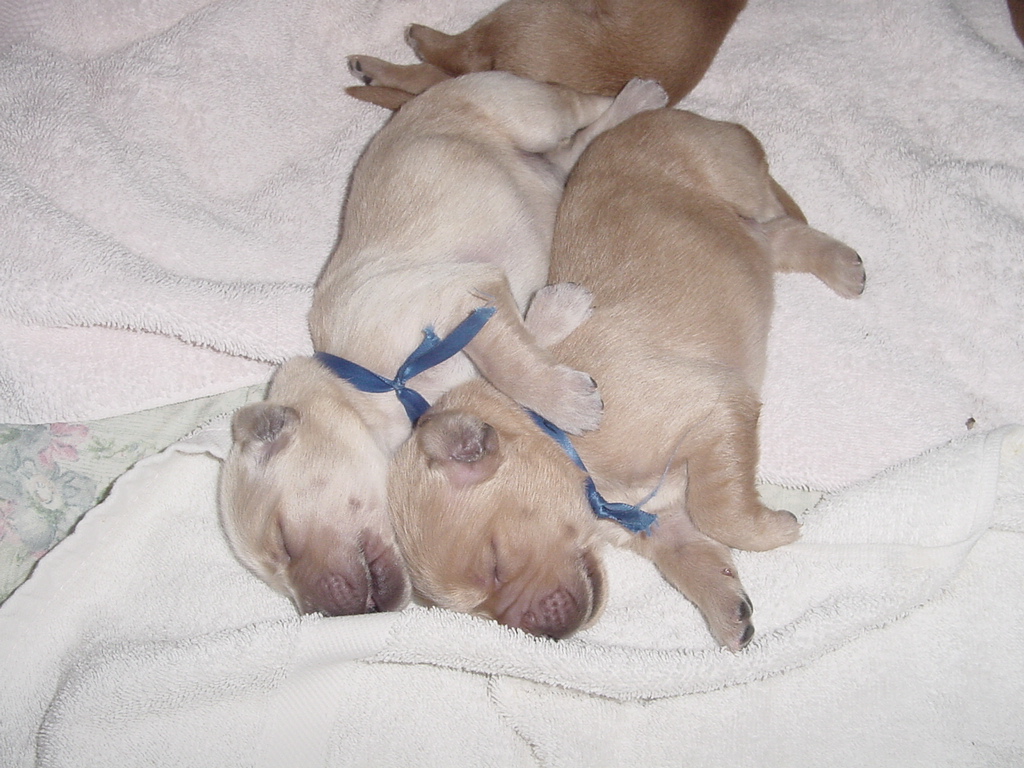 Day 5, closeup of two puppies sleeping