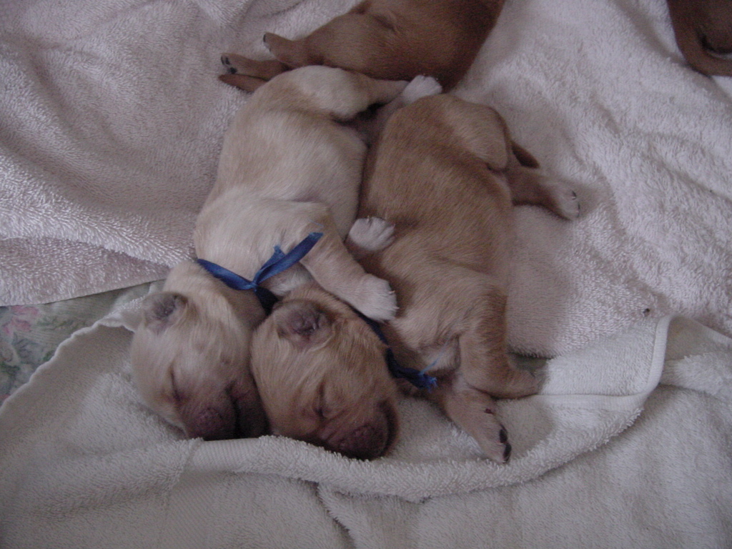 Day 5, closeup of two puppies sleeping