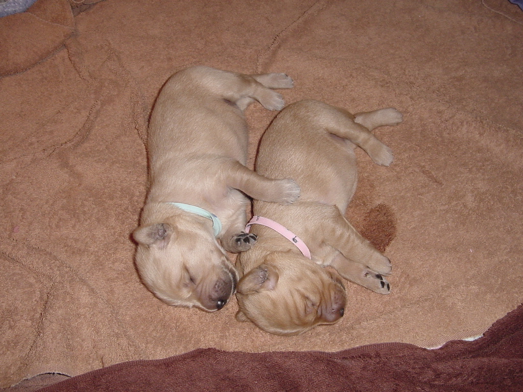 Day 8, Two puppies cuddling