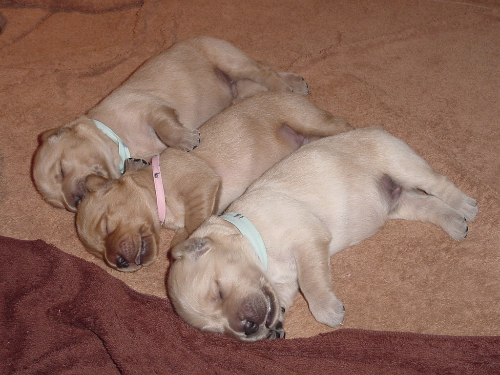 Day 8, Three puppies sleeping