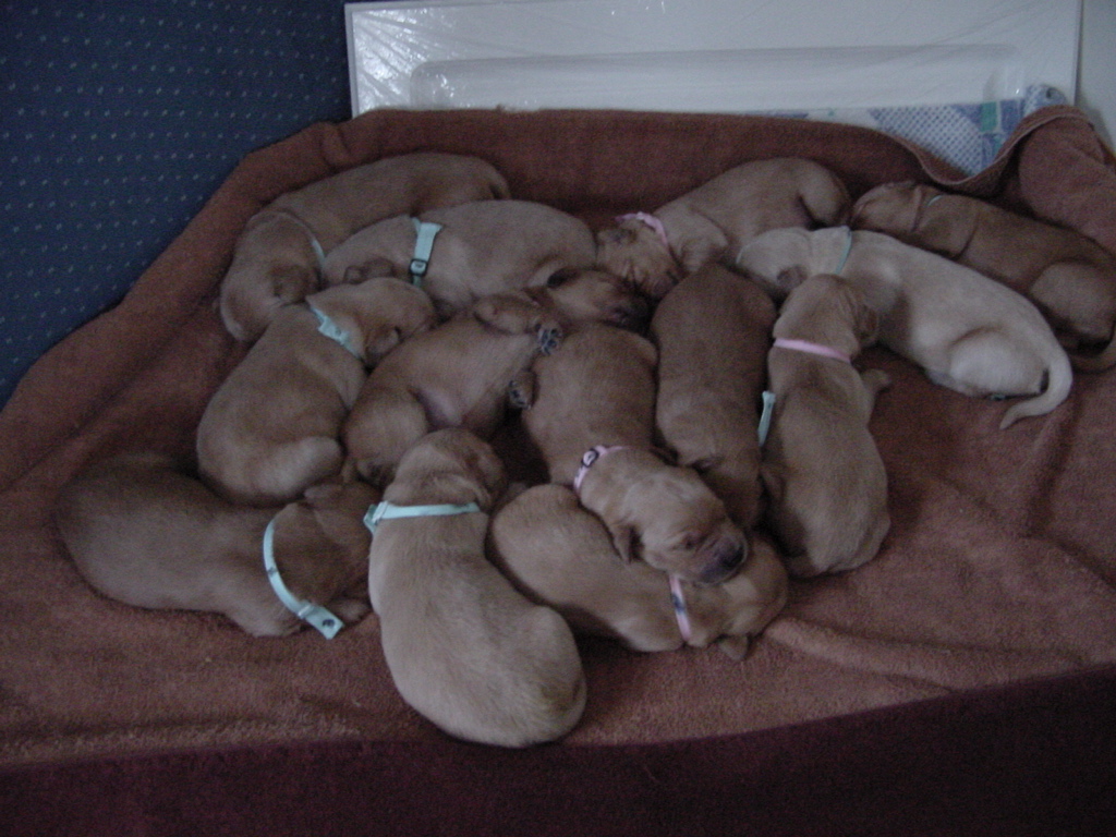 Day 8, The full litter cuddled together for warmth