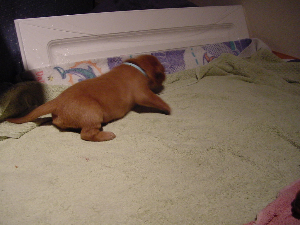 Day 9, Puppy #4 taking his first steps