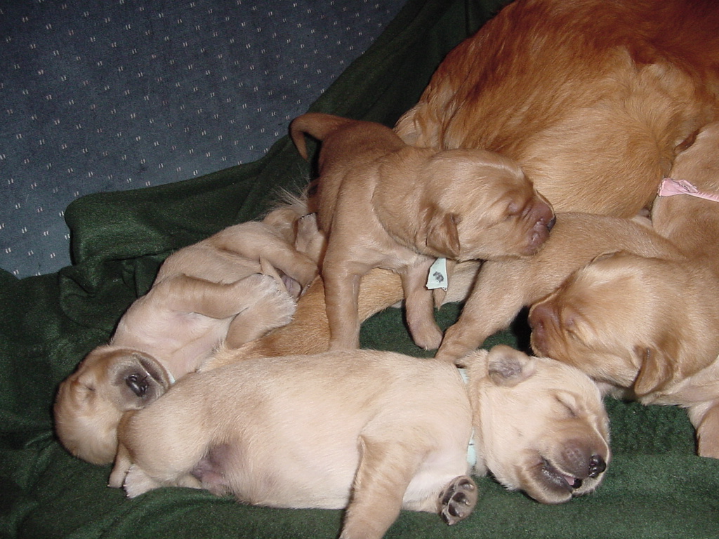 Day 9, A couple of pups have had their fill, now it's nap time.