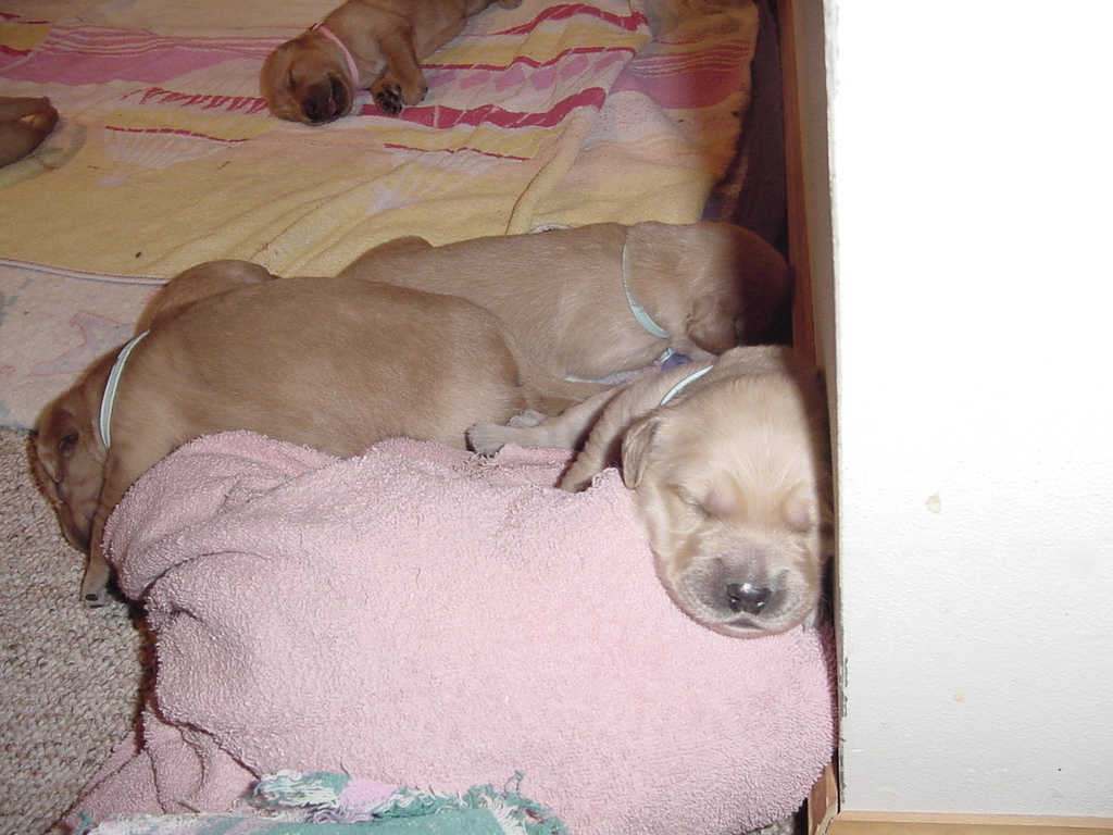 Day 9, Puppy is sleeping on top of a the towel