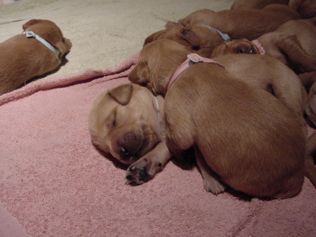 Day 9, Puppies with full tummies, now cuddled up and sleeping