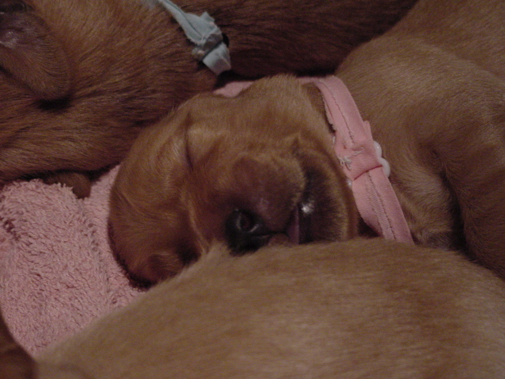 Day 9, Close up of a puppy sleeping