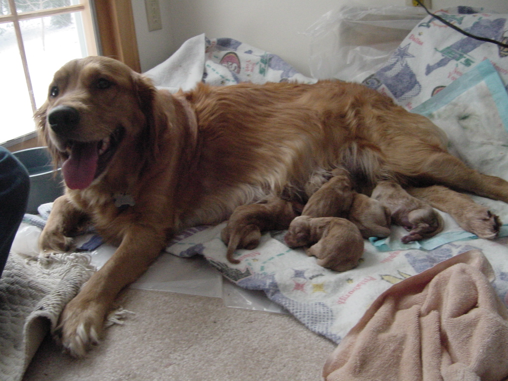 Five puppies whelped so far.