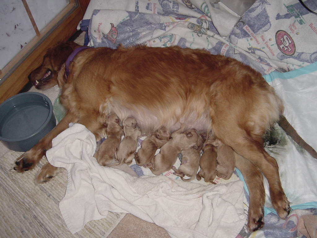 Seven puppies whelped and Keeta is tired, absorbant pad in place for more.