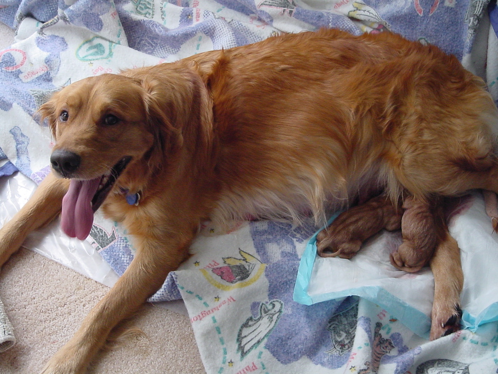 Two puppies whelped, Keeta is doing well.