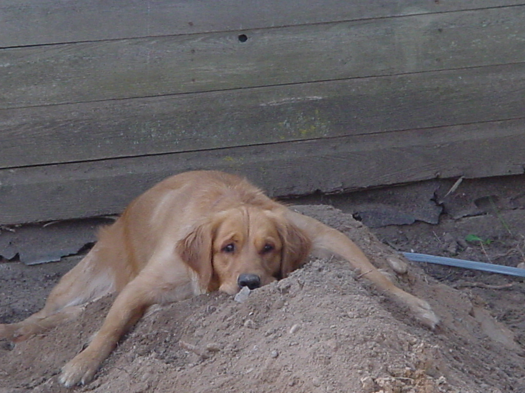 Keeta supervising the ditch digging.