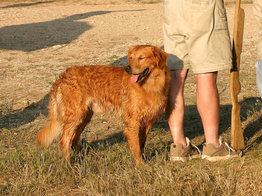 Ringo in the field.