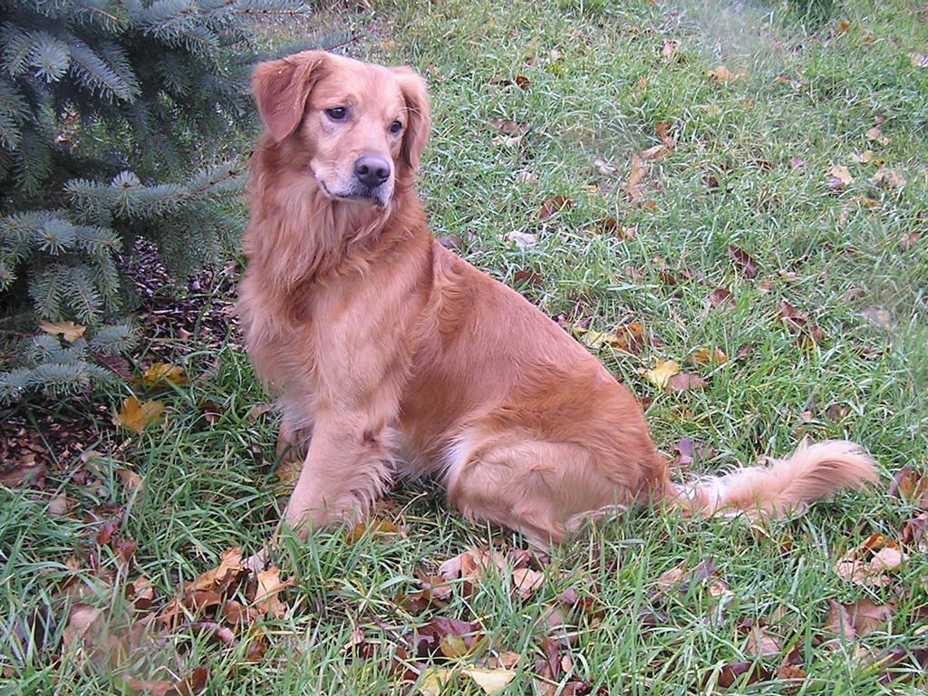 Ringo in the yard.