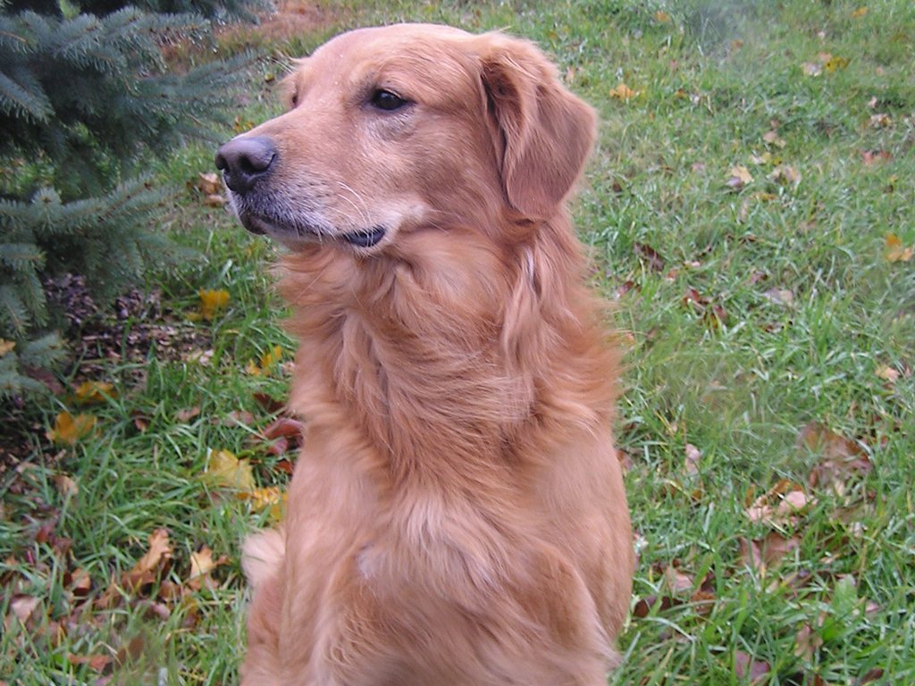 Ringo in the yard.